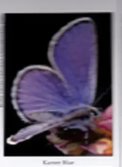 $Karner Blue Butterfly1.2.webp
