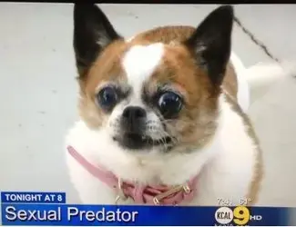 $predator dog.webp