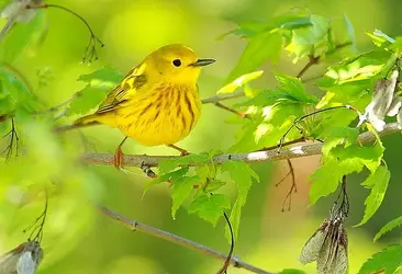 $Yellow Warbler, Dendroica petechia4.webp
