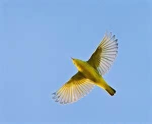 $Yellow warbler flying 2.jpg