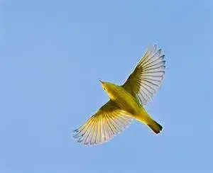 $Yellow warbler flying 2.webp