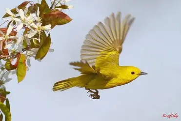 $Yellow Warbler Flying.webp