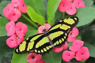 $Dido Longwing, Philaethria dido  19.webp