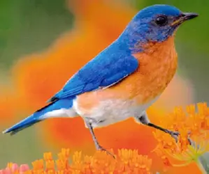 $Sialia sialis, Eastern Bluebird.webp