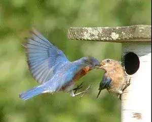 $Bluebird pair Box house.webp