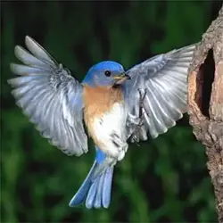 $bluebird.webp
