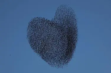 $Starlings-in-the-shape-of-a-heart-3140501.webp