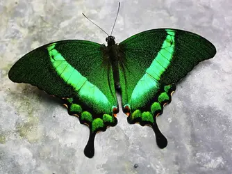 $! 01 Green-banded Swallowtail - Papilio palinurus.webp
