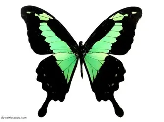 $Green Congo Swallowtail, Papilio phorcas congoanus).webp