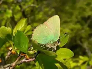 $Green Hairstreak Butterfly, Callophrys rubi.webp