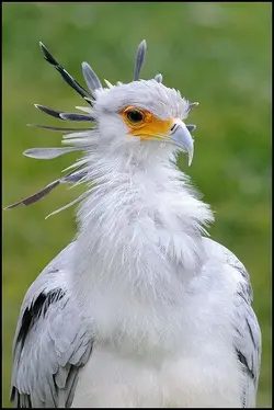 $! Secretary Bird.webp