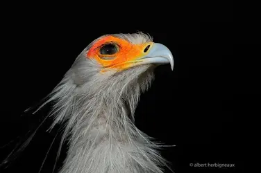 $! Secretary Bird2.webp