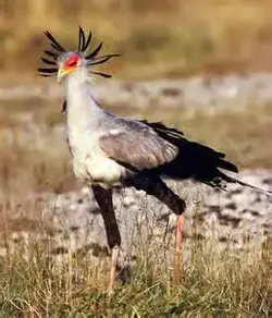 $! Secretary Bird3.webp