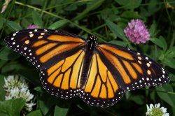 $01 A Monarch Butterfly.jpg