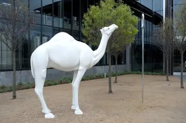 $400000camel.webp