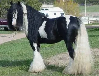 $GypsyVanner.webp