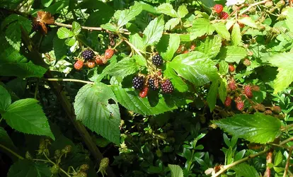 $blackburries 2.webp