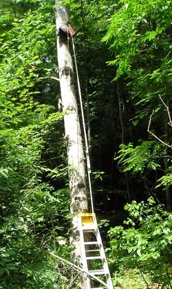 $Hobbes apparatus.webp