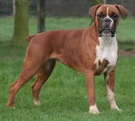 boxer2.webp