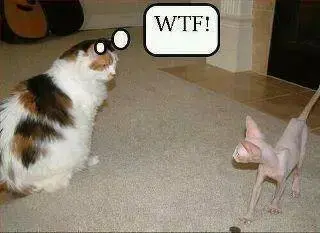 00P0P_enjDuvxGLVf_600x450.webp