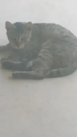 111toyger.webp
