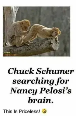 pelosi brain.webp