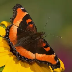 Milbert's Tortoiseshell, Aglais milberti1.webp