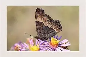 Milbert's Tortoiseshell, Aglais milberti2 Closed wings.webp