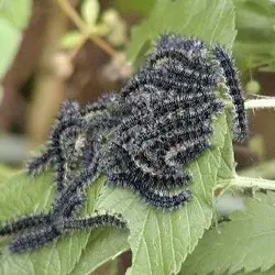 Milbert's Tortoiseshell, Aglais milberti4 Caterpillar.webp