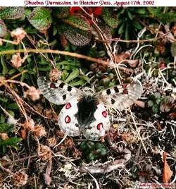 parnassian phoebus 6.webp