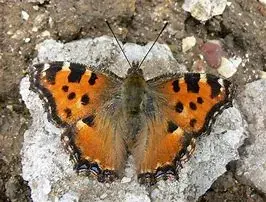 The Large Tortoiseshell.webp