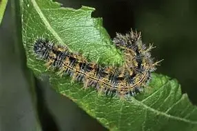 The Large Tortoiseshell caterpillar.webp