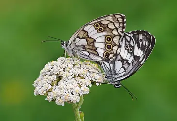 Syrian Marbled White Melanargia syriaca.webp