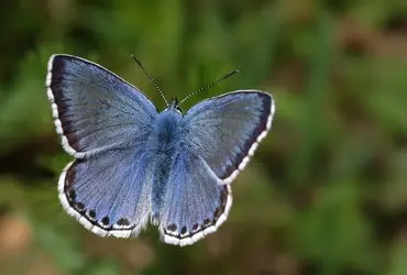 Syrian Levantine Blue.webp