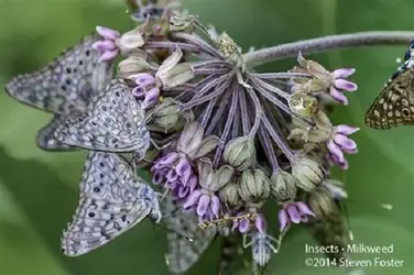 Asclepius syiriaca.webp