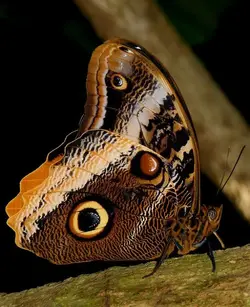Owl Butterfly2 Caligo memnon.webp