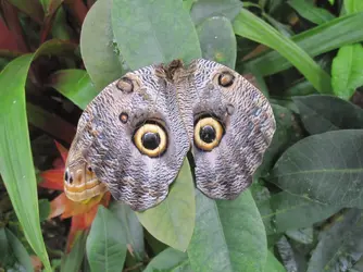 Owl Moth or Butterfly,.webp