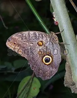 Owl Butterfly Caligo memnon.webp