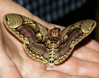 Owl Moth4 Brahmaea_hearseyi_wiki.webp