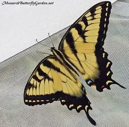01.22.2019 Tiger Swallowtail3.webp