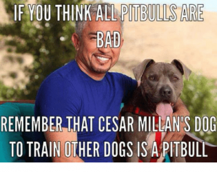 if-you-think-all-pitbulls-are-bad-remember-that-cesar-12963498.png