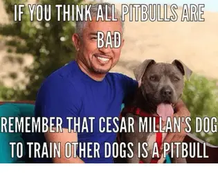if-you-think-all-pitbulls-are-bad-remember-that-cesar-12963498.webp