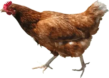 Chicken.webp
