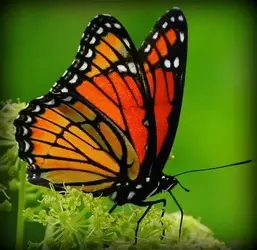 03.08.2019, Viceroy butterfly5,  Minnesota.webp