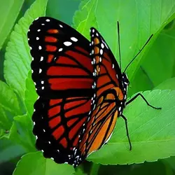 03.l08.2019, Viceroy Butterfly4.webp