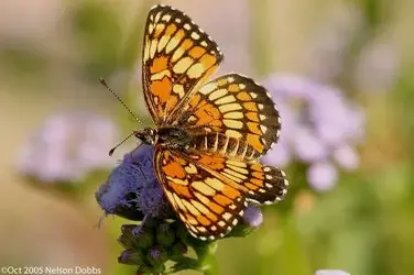 Theona Checkerspot1.webp