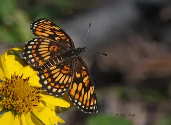 Theona Checkerspot2.webp