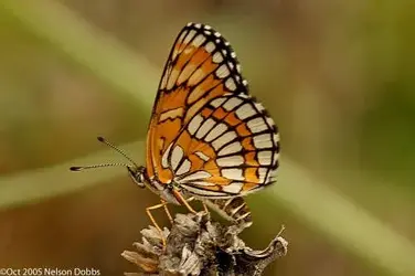 Theona Checkerspot3.webp