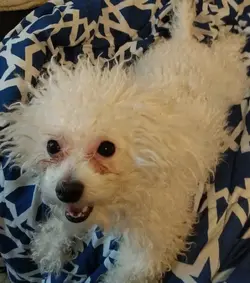 *** dog.webp