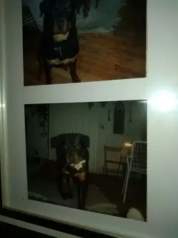 PUPPY ROTTIE.webp